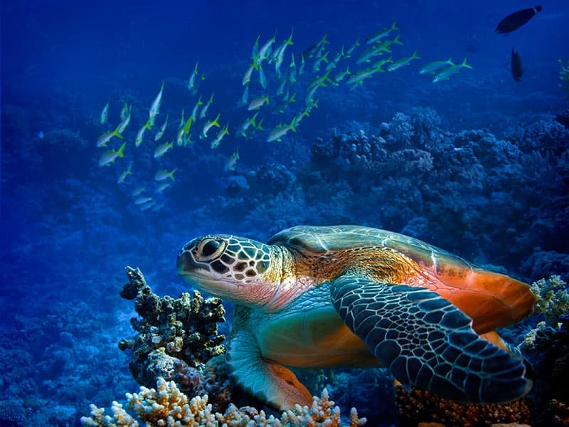 Diving Tours