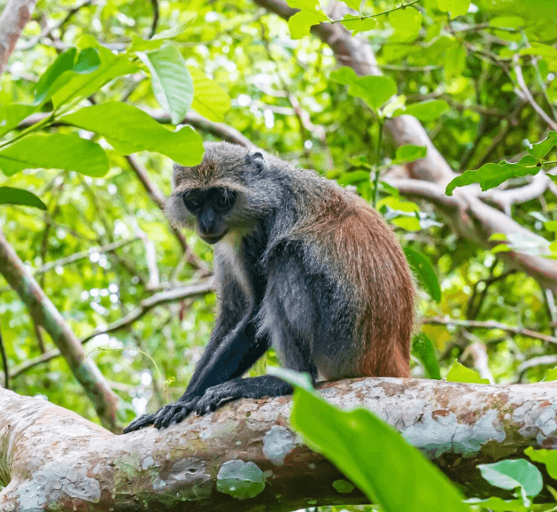 Wildlife