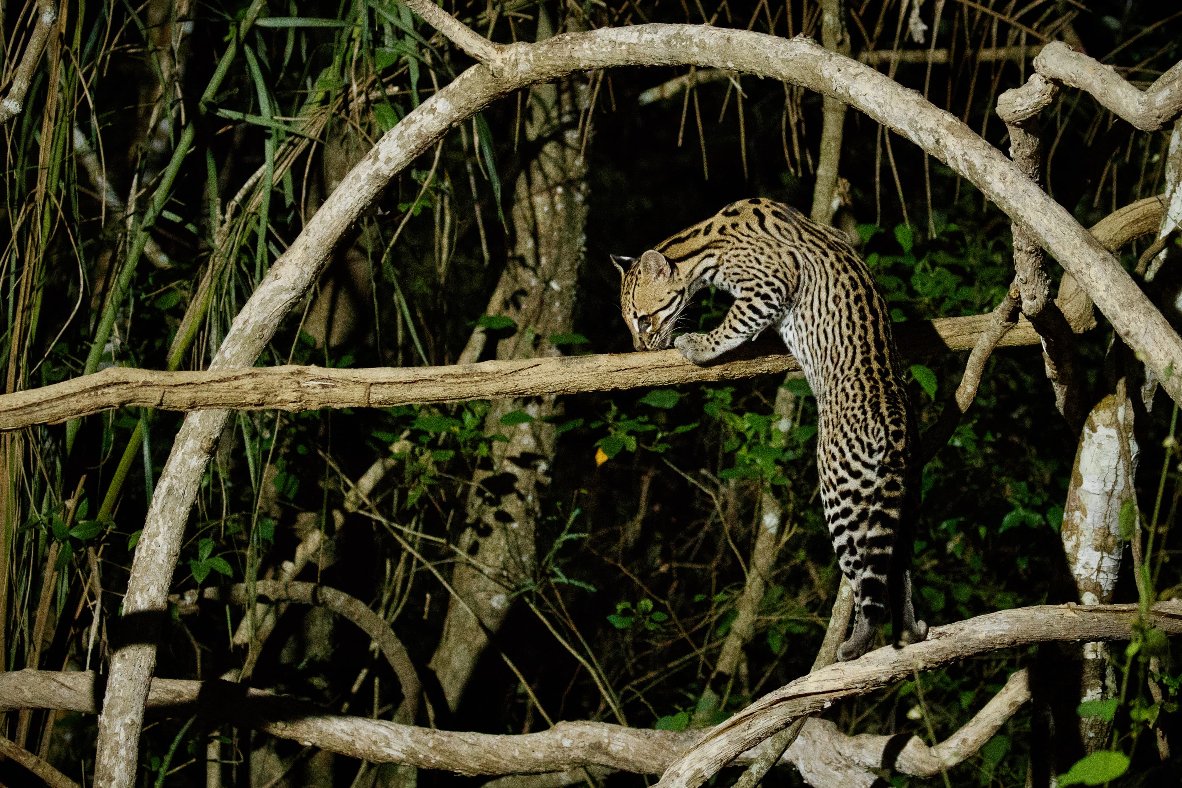 Wildlife Tours