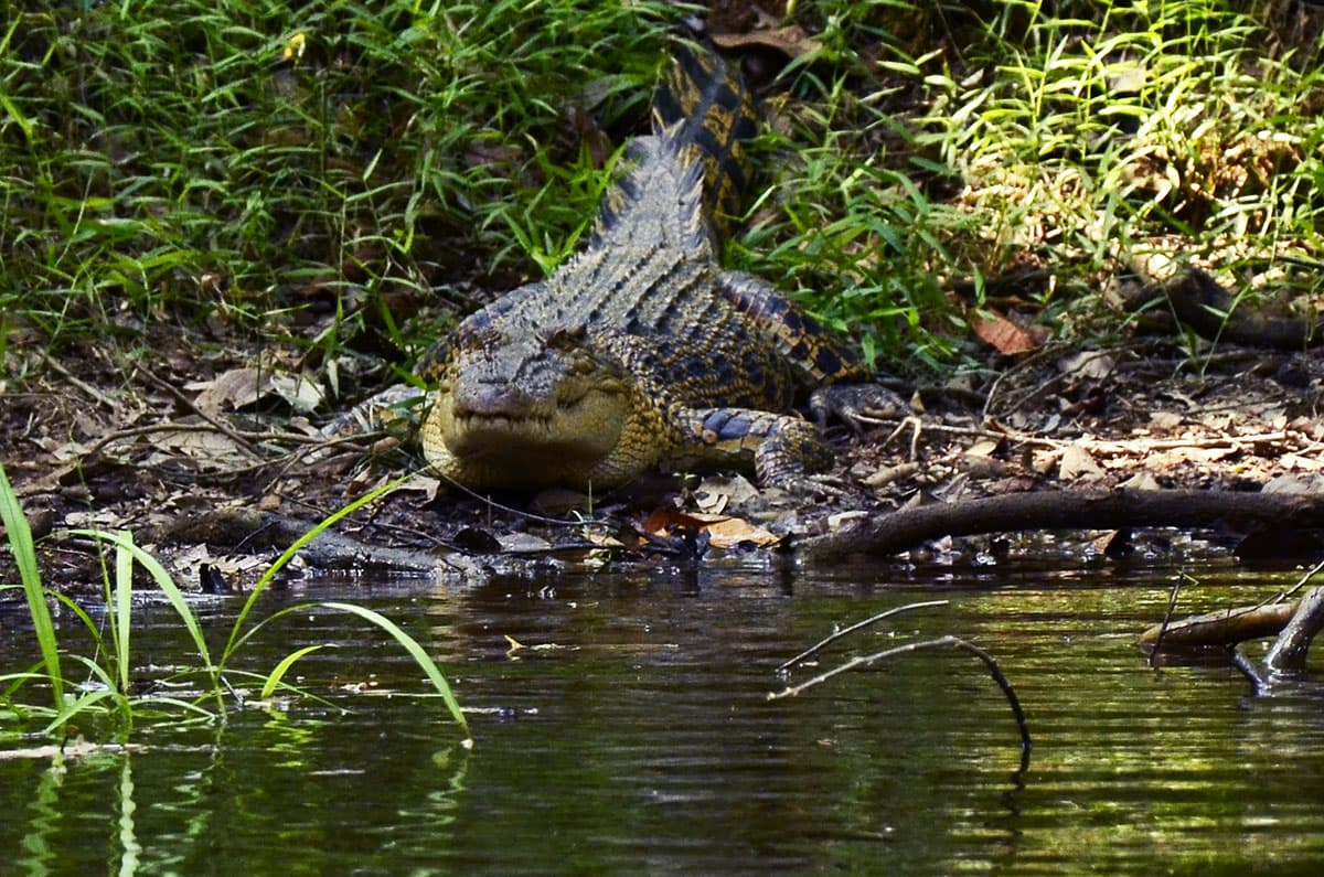 croc 2.jpg