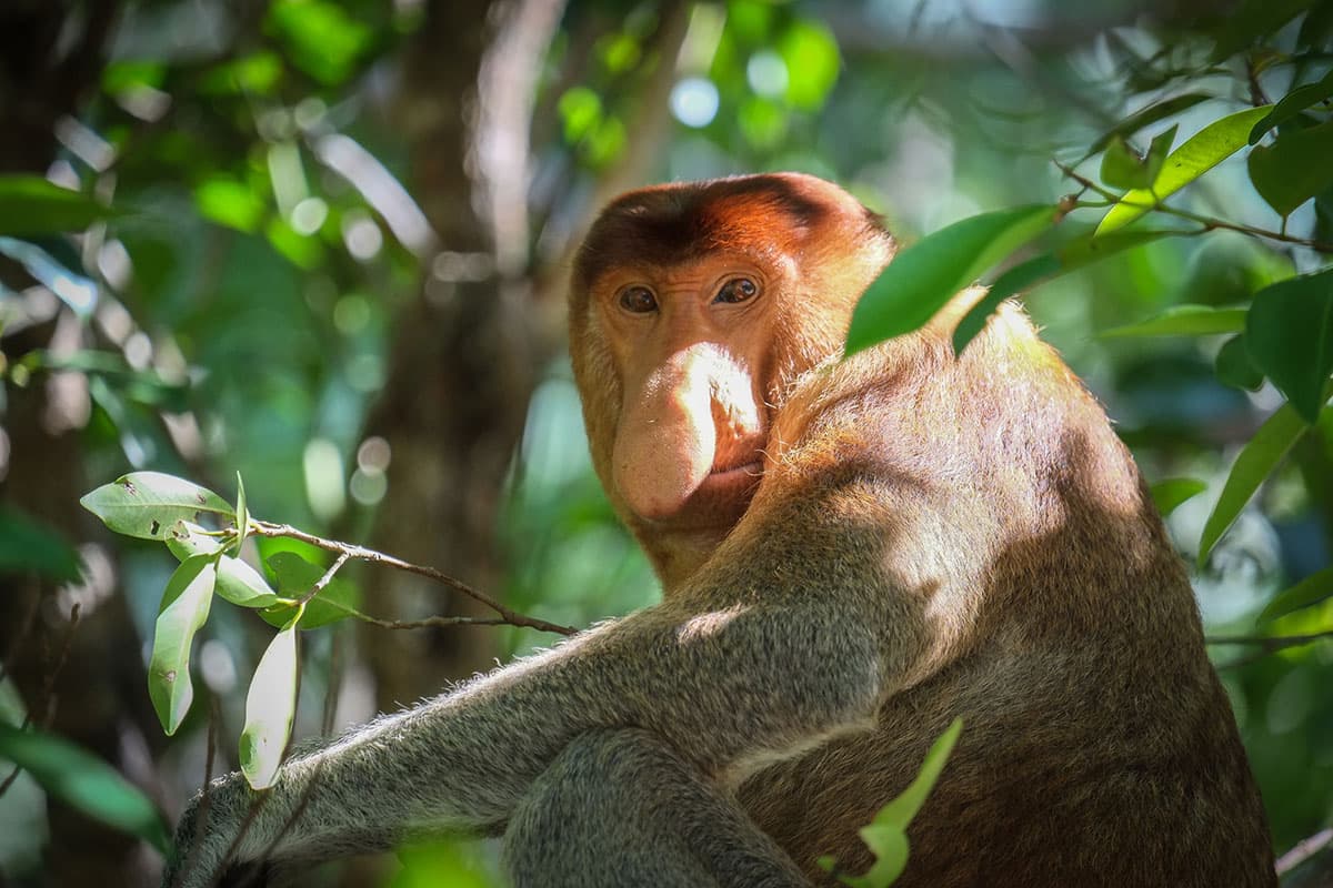 Borneo Wildlife Trails