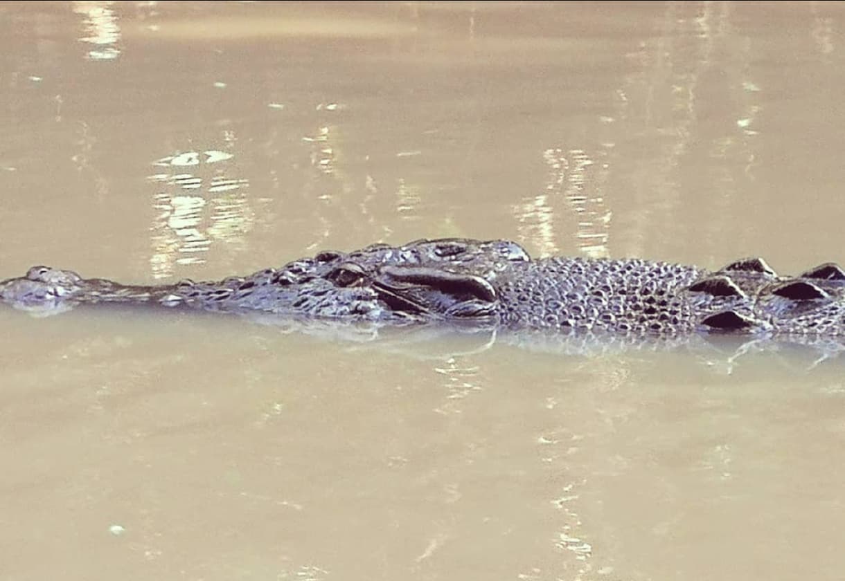 croc 3.jpg