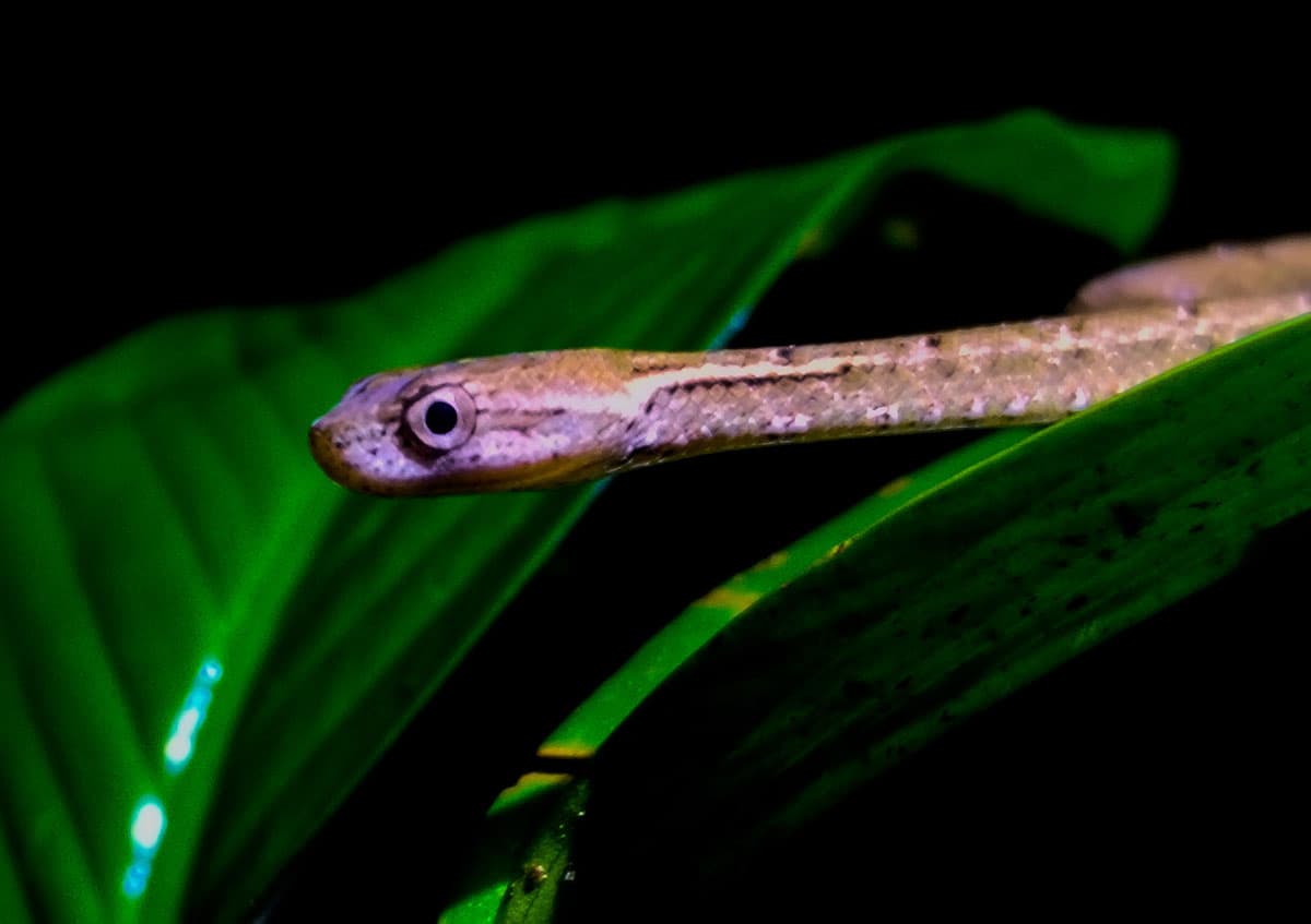 snake.jpg