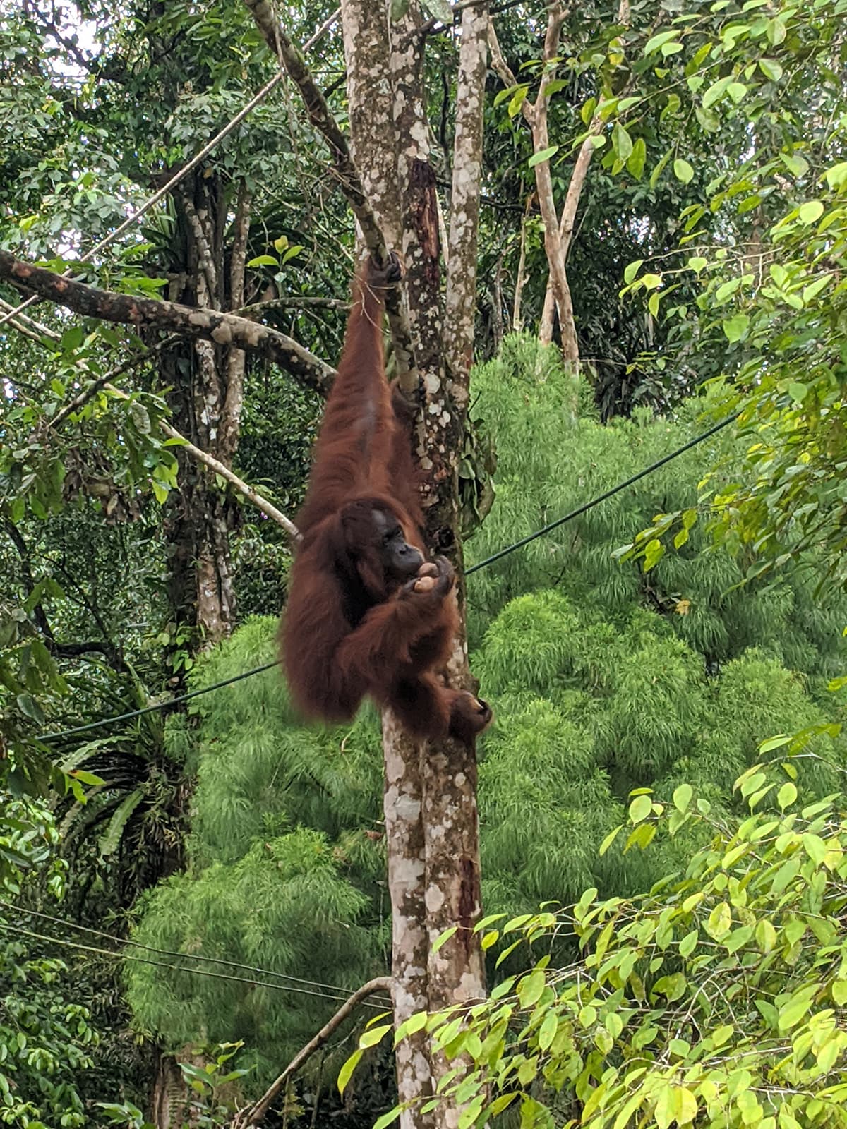 Semenggoh Orang Utan Hands-on Experience