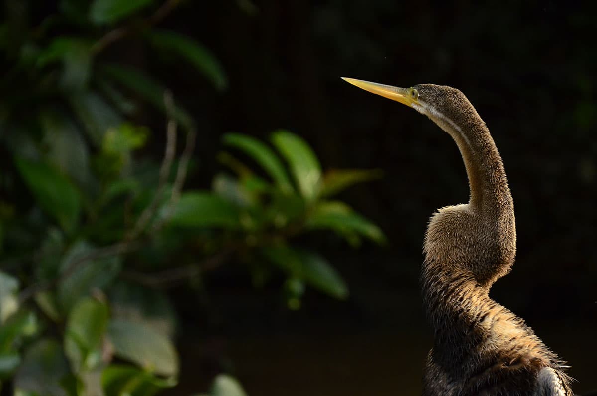 oriental darter.jpg