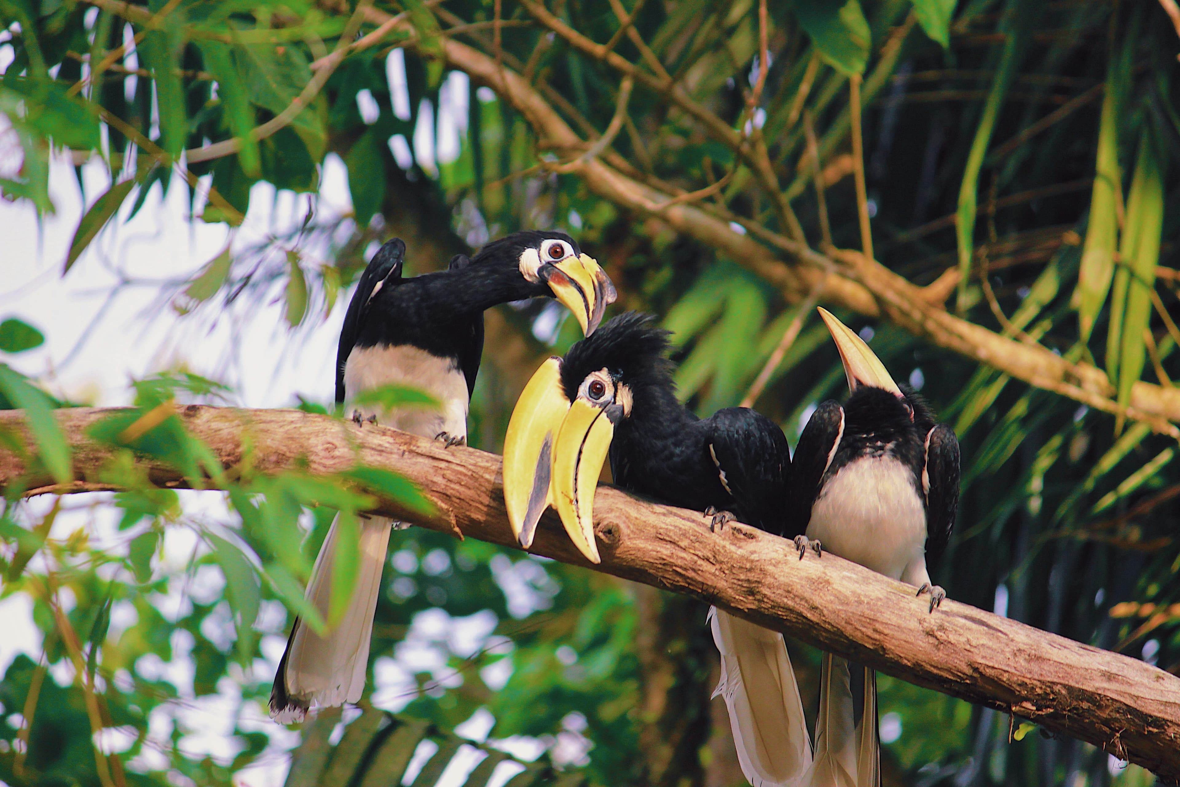 Sarawak