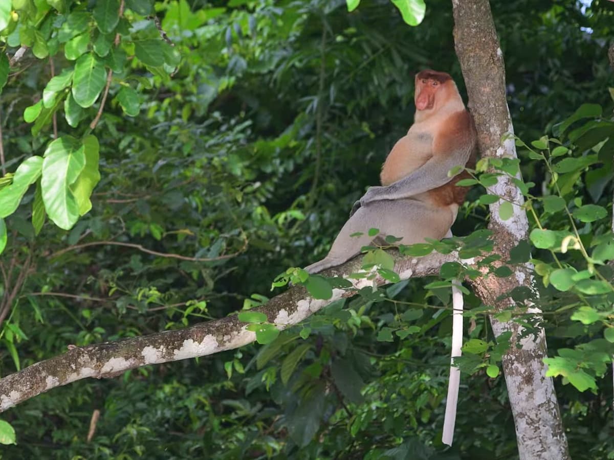 Kinabatangan River Day Trip Wildlife Safari